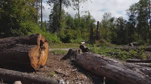 How Our Tree Care Process Works  in  Hartsville, SC